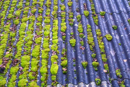 The Hidden Risks of Algae and Moss Growth on Redding Properties Thumbnail